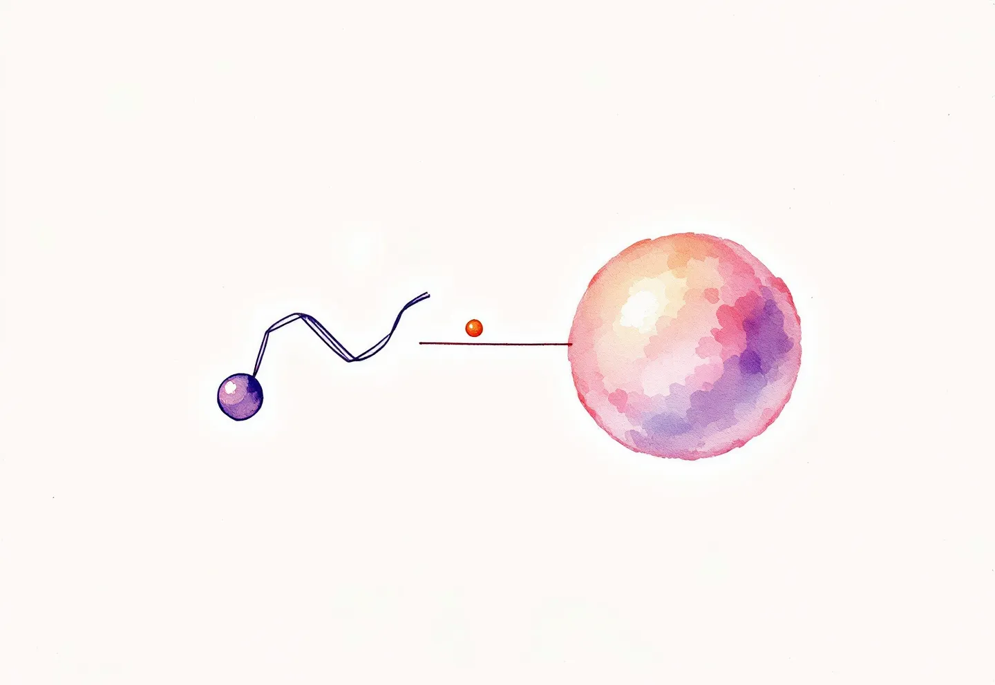 Editorial illustration of the CJC-1295 DAC bioconjugate — modified GRF(1-29) peptide linked via an amber maleimide segment to a blush serum albumin sphere