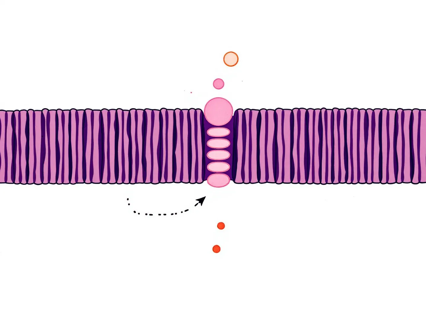 Editorial line-and-watercolor schematic of the GHRH receptor in a cell membrane with a bound peptide ligand and a faint amber signaling cascade